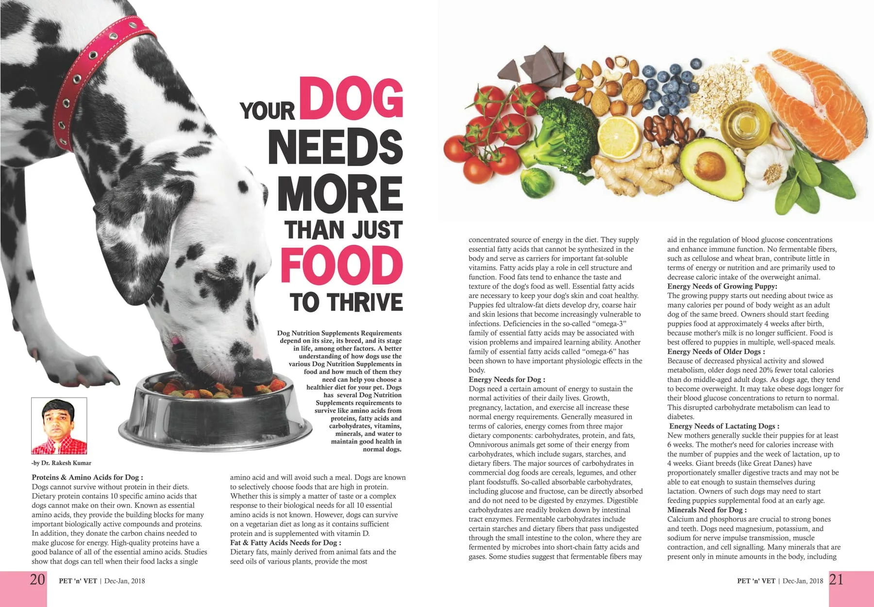Your Dog Needs More Than Just Food