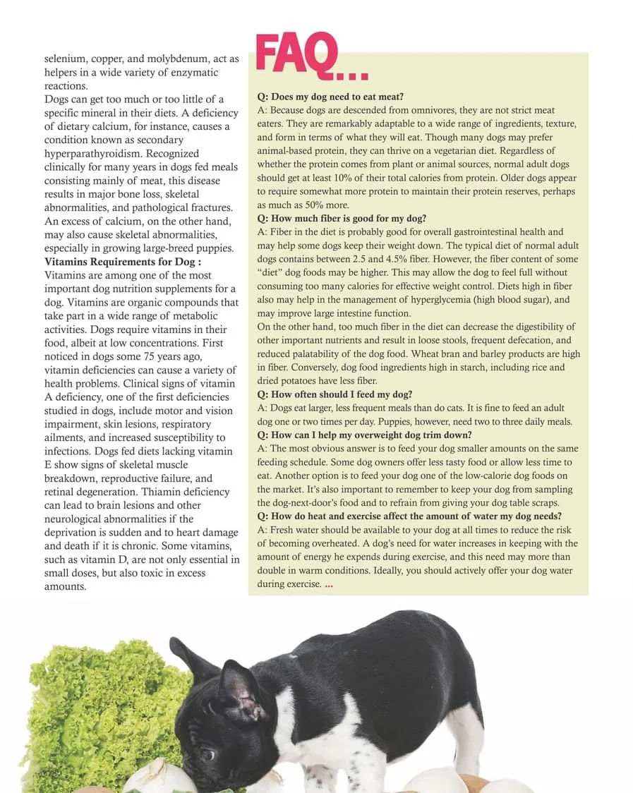 Your Dog Needs More Than Just Food 