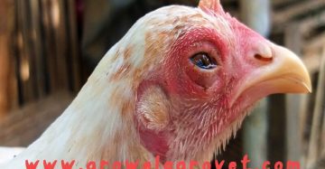 मुर्गियों में CRD के लक्षण,कारण और उपचार