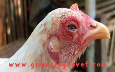 मुर्गियों में CRD के लक्षण,कारण और उपचार