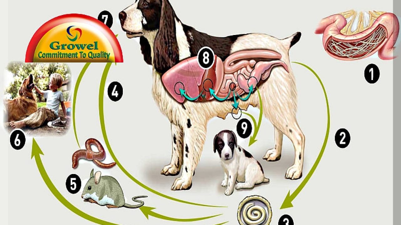 can puppies die from roundworms