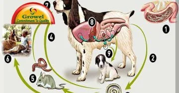 Parasites in Dogs