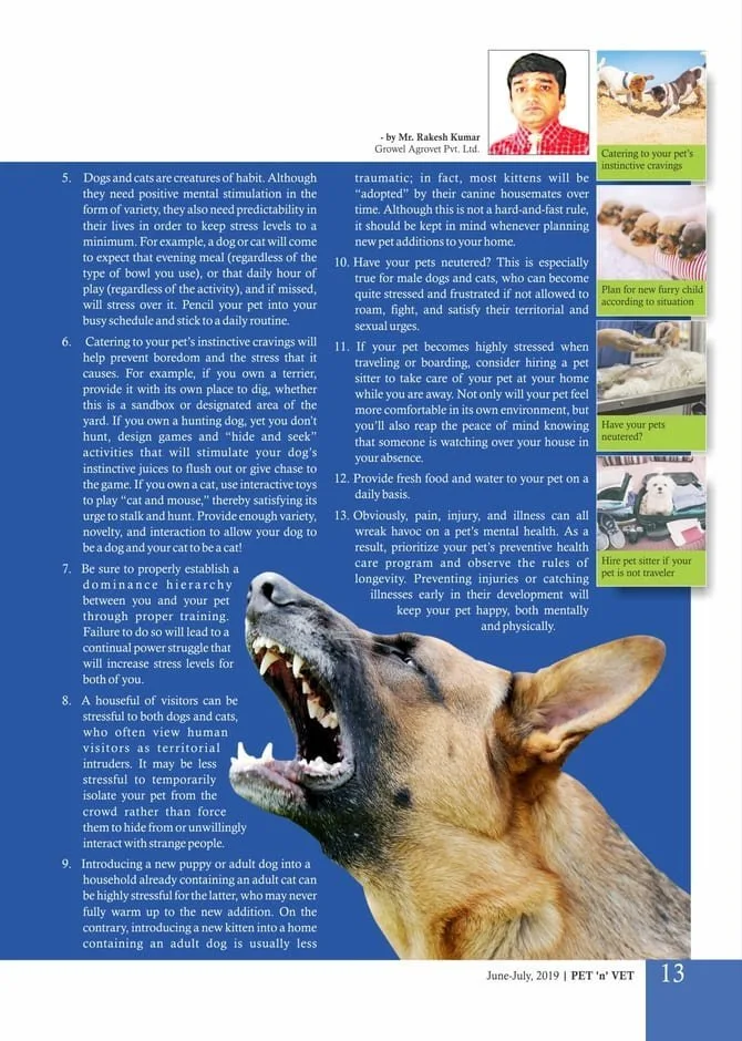 Reducing Stress & Promoting Mental Wellness of Dogs