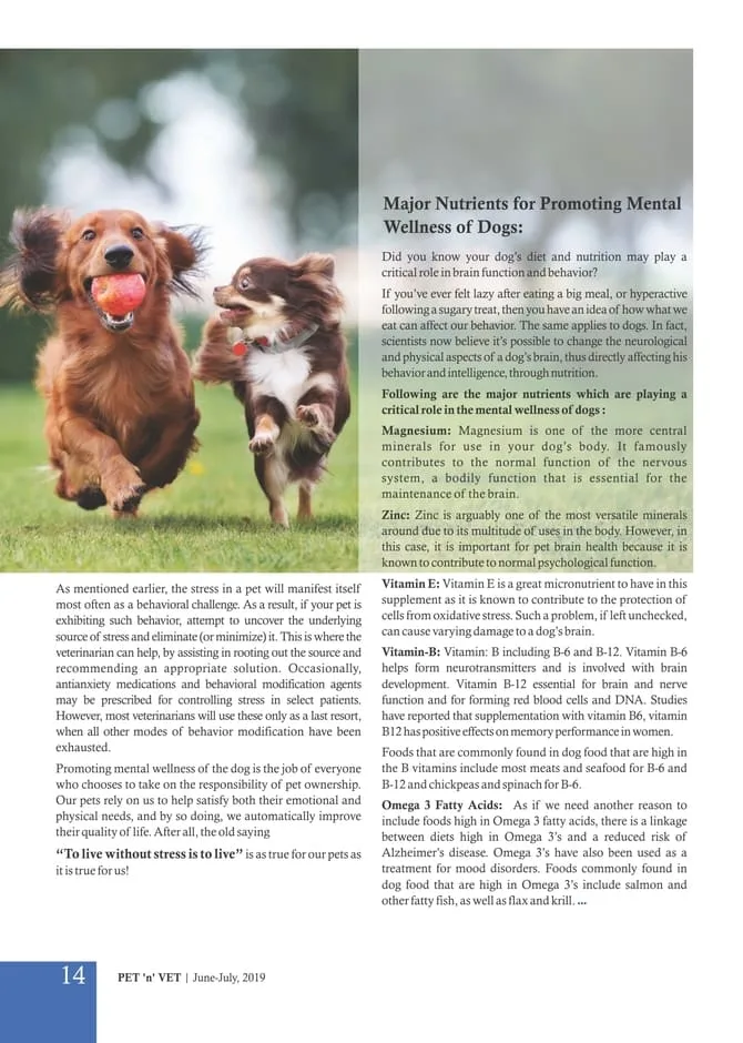 Reducing Stress & Promoting Mental Wellness of Dogs-3