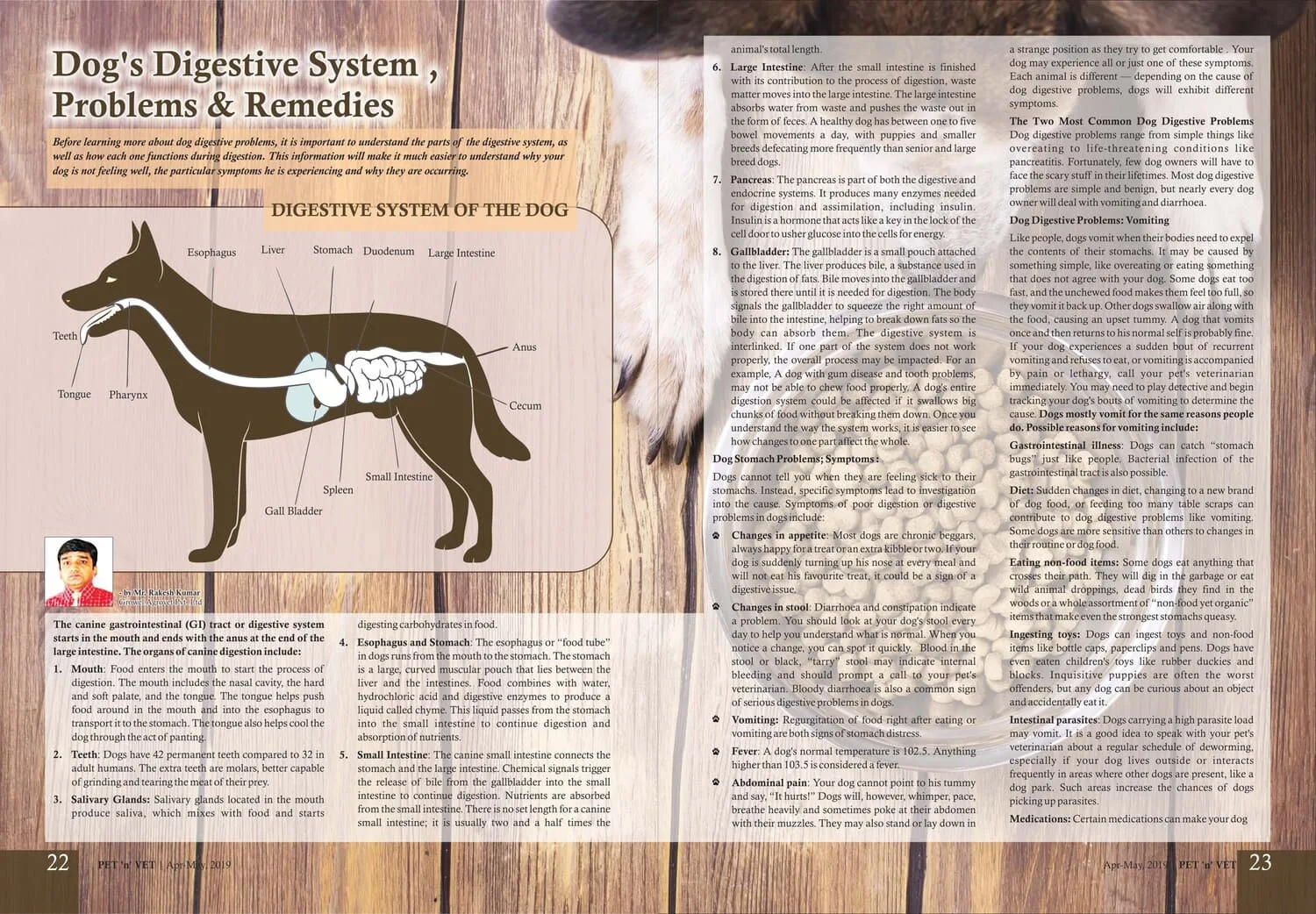 Dogs-Digestive-System-Problems-Remedies-1
