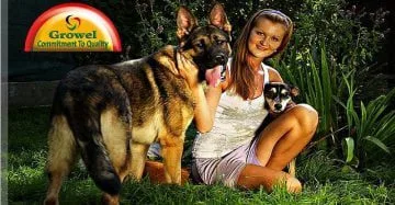 Mental Wellness of Dog