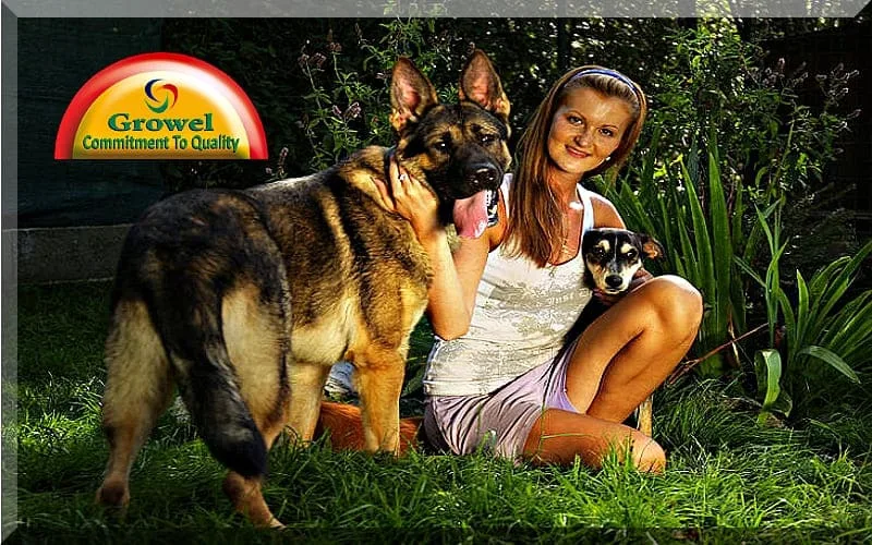 Mental Wellness of Dog