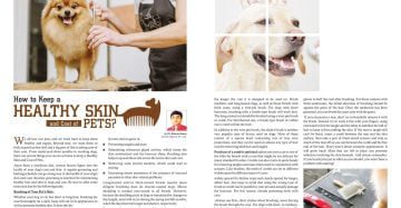 How To Keep Healthy Skin & Coat of Pets