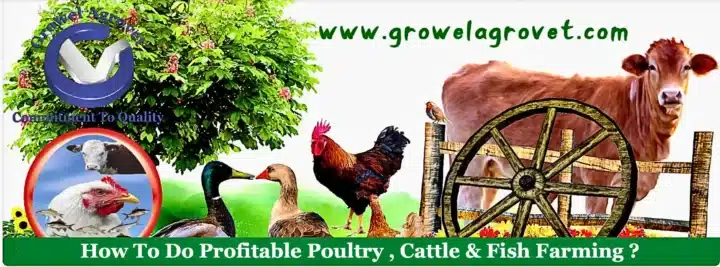 How To Do Profitable Poultry , Cattle & Fish Farming ?