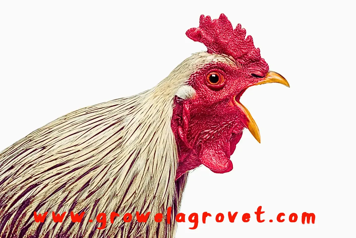 मुर्गियों-में-CRD-के-लक्षणकारण-और-उपचार-webp