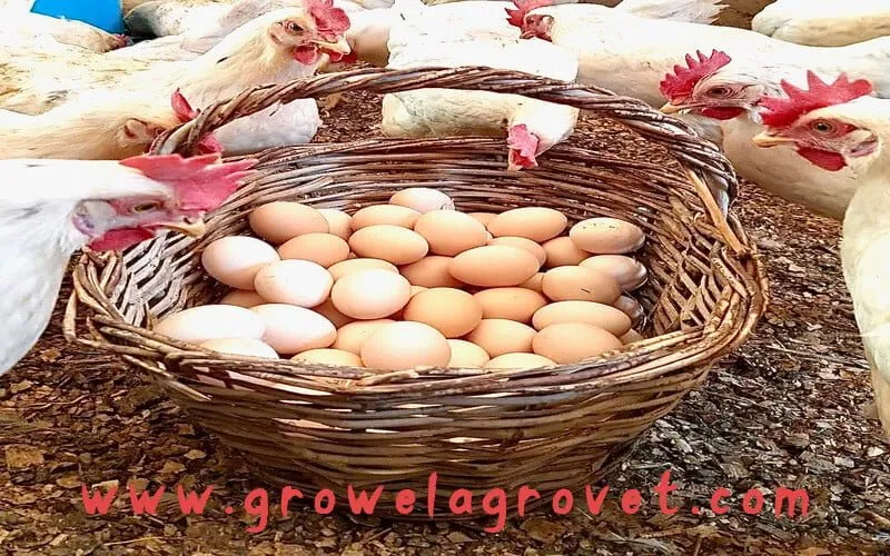 Layer-Poultry-Farming-Guide-For-Beginners