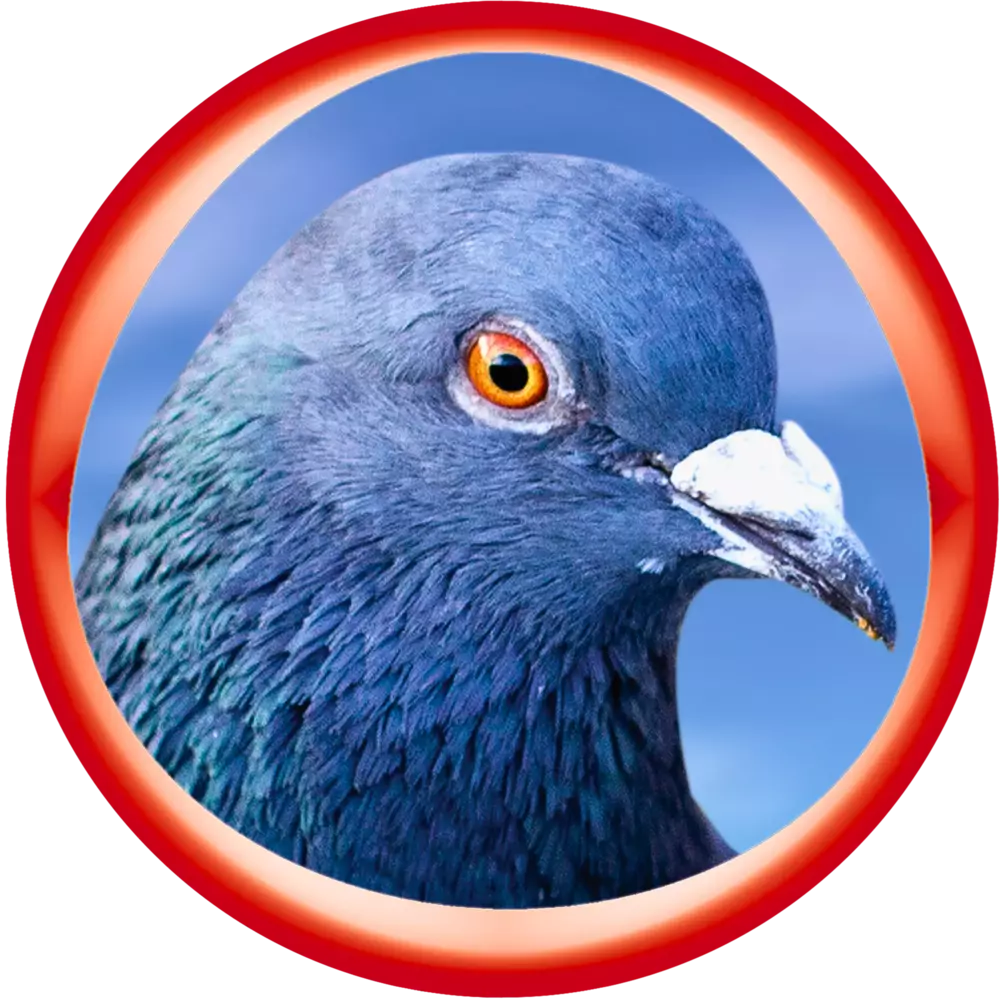 Pigeon Supplements and Vitamins