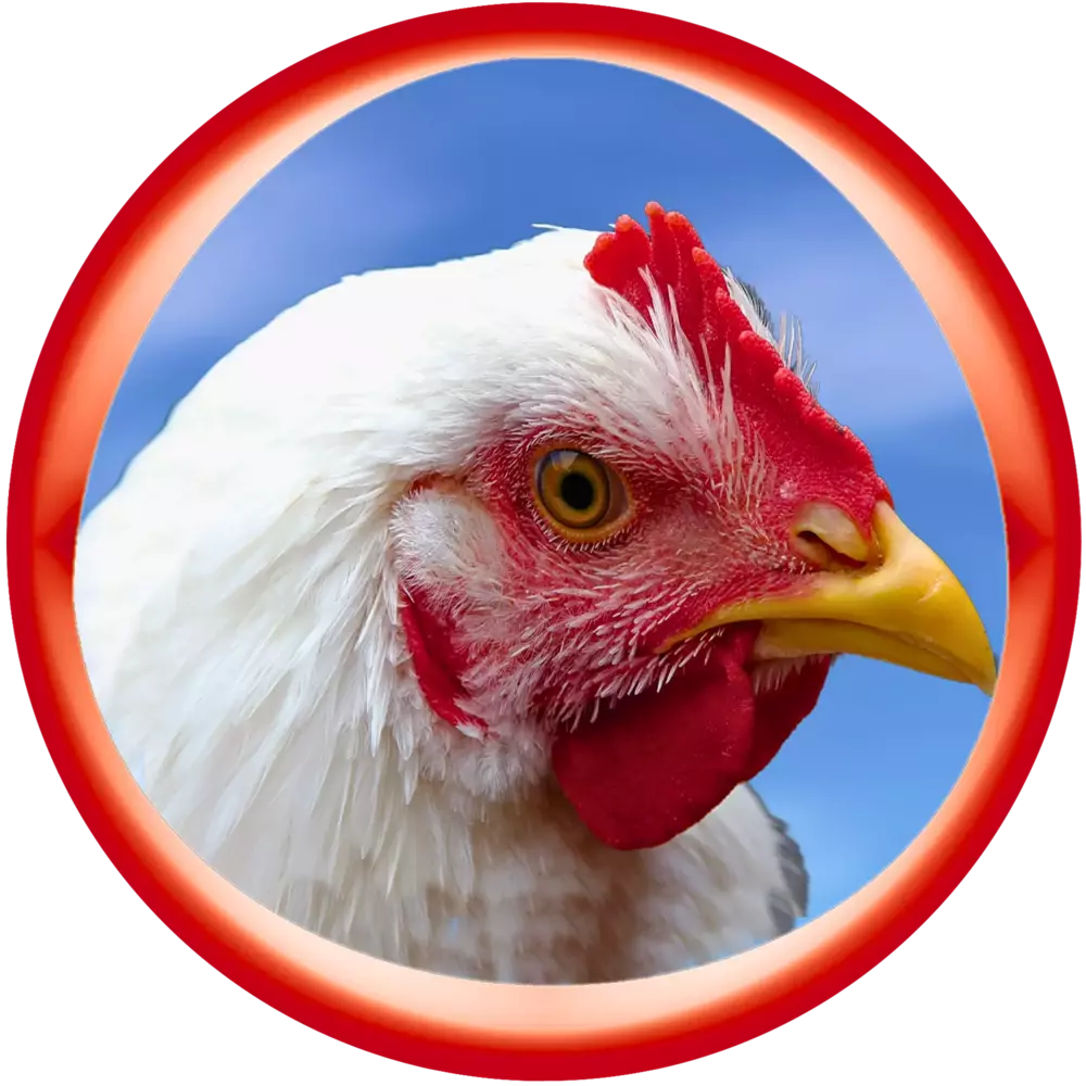 Growel Agrovet, manufacture world-class and result-oriented poultry feed supplements and medicines that increase a poultry farmer's profitability. We have developed a very effective and time-tested poultry medicine schedule chart, which applies to layer, broiler, and native chicken.