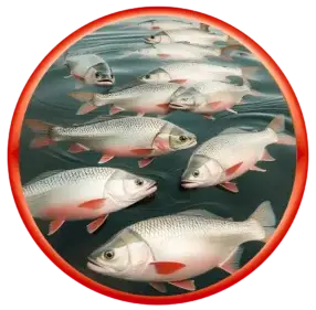 Growel manufactures aquaculture supplements specifically designed to promote healthy and disease-free growth of fish, shrimps, and prawns.