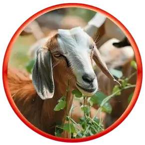 Goat and Sheep feed supplements manufactured by Growel Agrovet are packed with high-quality essential vitamins, minerals, amino acids, and probiotics.
