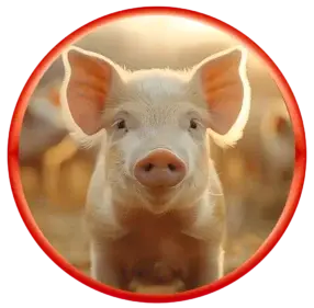 Growel produces pig feed supplements and piglet boosters made from premium raw materials, utilising the most efficient swine growth and health processes.