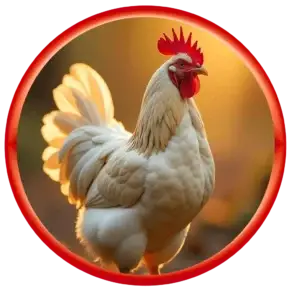 Poultry Supplement
