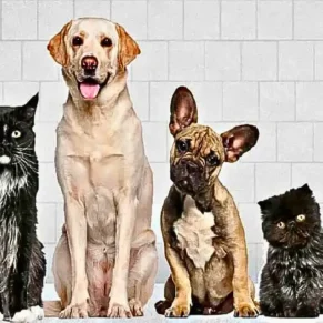 Premium Dog Multivitamin and Supplements by Growel