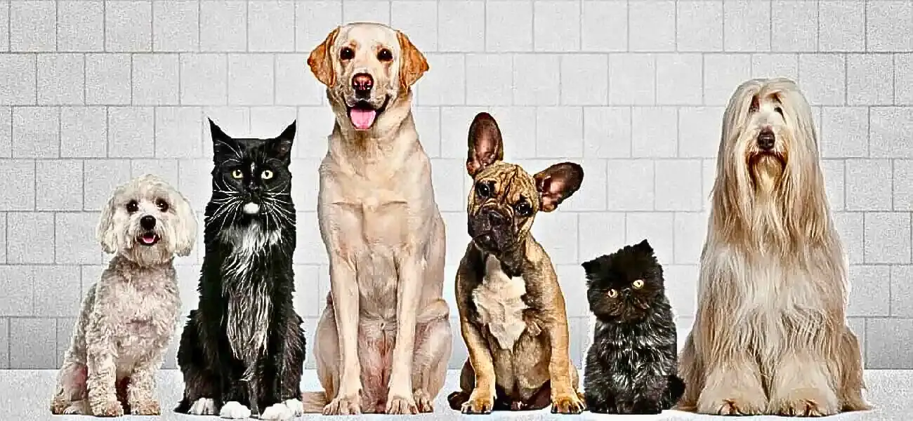 Full range of Growel dog healthcare products including multivitamins, joint care, and immune-boosting supplements
