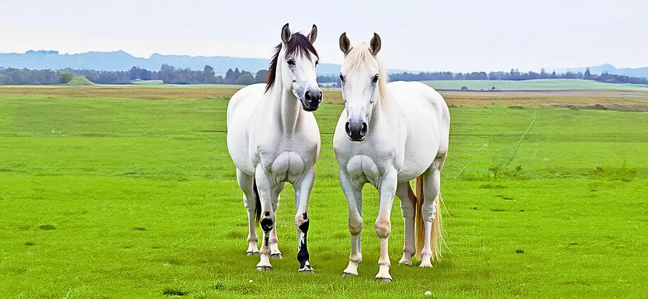 Support your horse’s performance, recovery, and vitality with Growel Agrovet’s top-quality equine supplements. Explore trusted solutions for joints, hooves, digestion, and immune health—all backed by science and tailored for horses of every age.