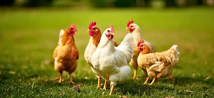 Growel poultry supplements, medicines, and feed premixes designed for optimal health and productivity in poultry farming