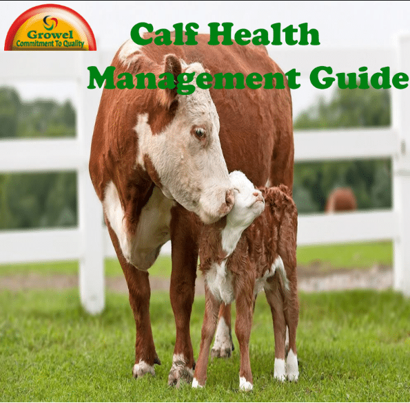 Calf Health and Disease Management