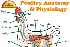 Chicken Anatomy & Physiology