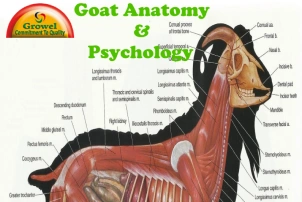 Goat Anatomy & Psychology