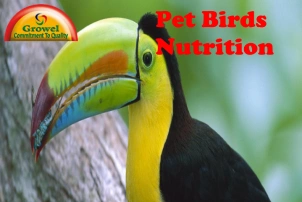 Pet Birds Nutrition
