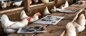 Poultry Farming