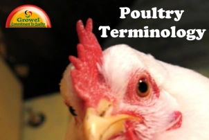 Poultry Terminology