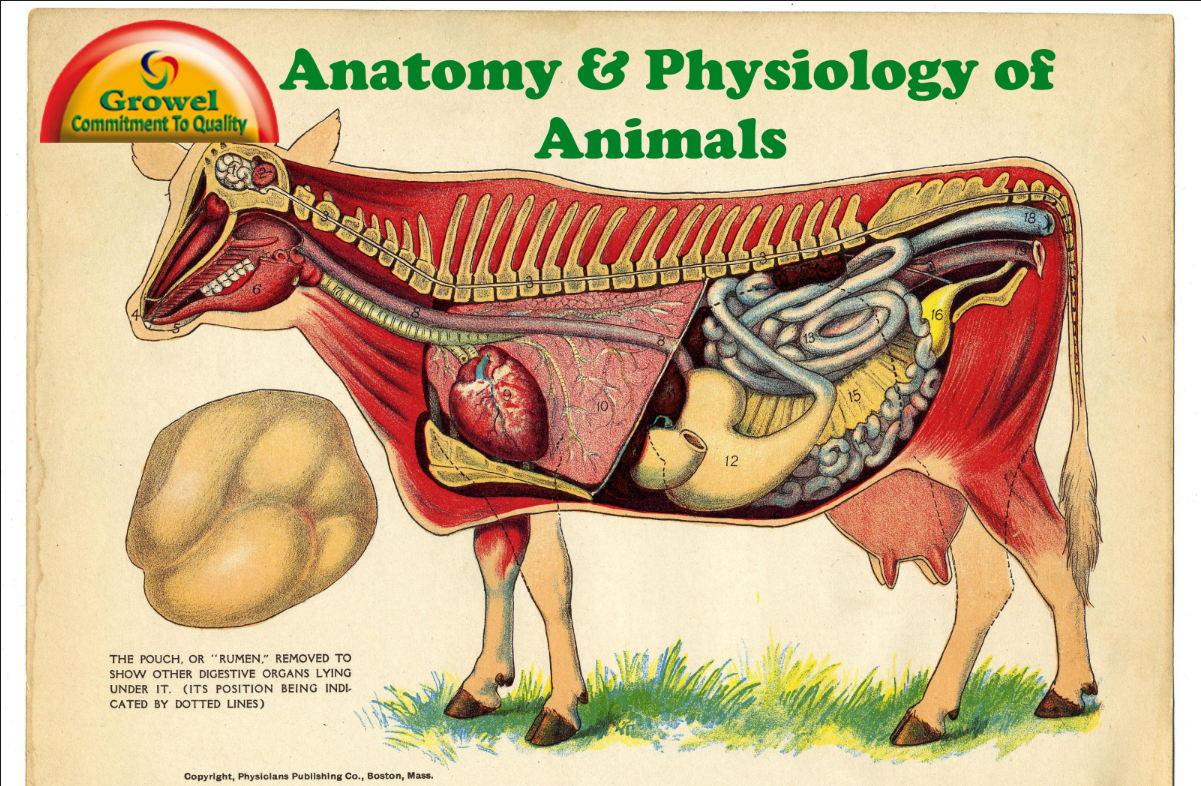 physiology-animal