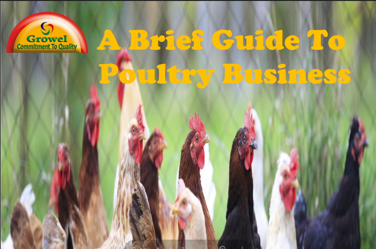 poultry-business