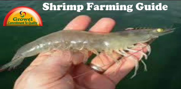 shrimp farming guide