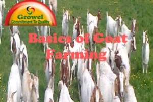 Basic-of-Goat-Farming