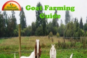Goat-Farming-Guide