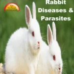 Rabit