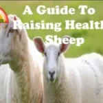 Raising-guide