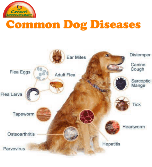 common-dog