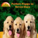 perfect-puppy