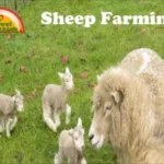 sheep-farming