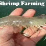 shrimp-farming-guide-300x148-1-150x148