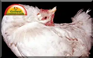 Vitamin-Deficiencies-in-Poultry