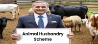 Animal-Husbandry-Scheme.webp