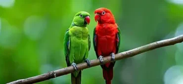 Pet-Birds-Supplements-phone