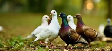 Pigeon-Supplements-phone