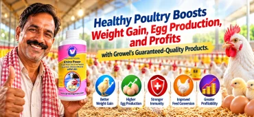 Growel poultry medicine and feed supplements for healthy birds, growth, immunity and poultry farming